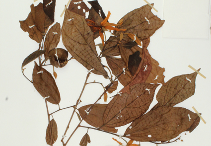 Phytotaxa's tweet image. A #newspecies of Mollia (#Malvaceae, Grewioideae) from the Brazilian Amazon with a divergent floral morphology 
phytotaxa.mapress.com/pt/article/vie… 
#Taxonomy