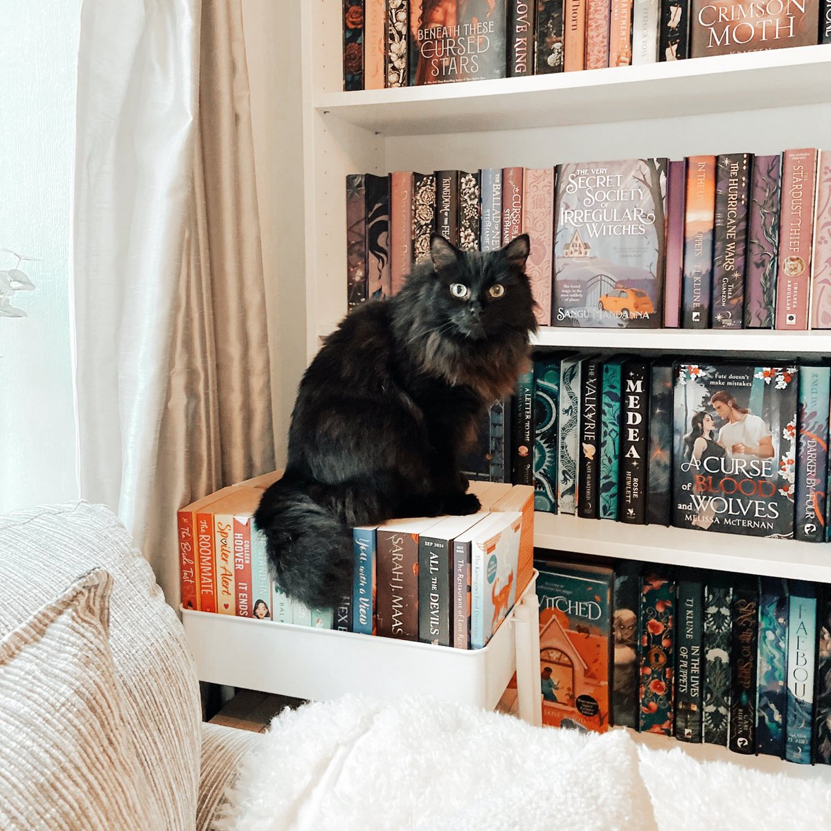 My little guardian of the bookshelves ✨🌙🐈‍⬛