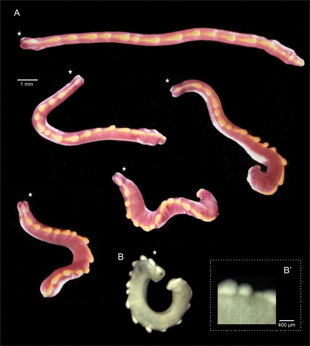 Autonomous Reef Monitoring Structures are an effective tool for biodiversity assessment and characterizing rare marine invertebrates - look at this study describing two solenogaster species as new to science! doi.org/10.3897/zookey…