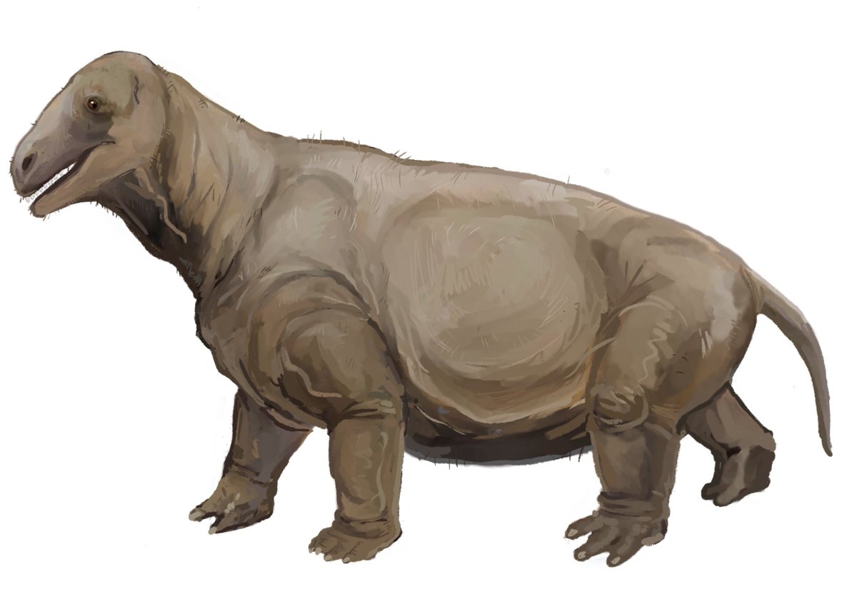 ijeom13's tweet photo. 귀요미 뚱띠 모스콥스
#Moschops #Paleoart https://t.co/WZcHk1wST0