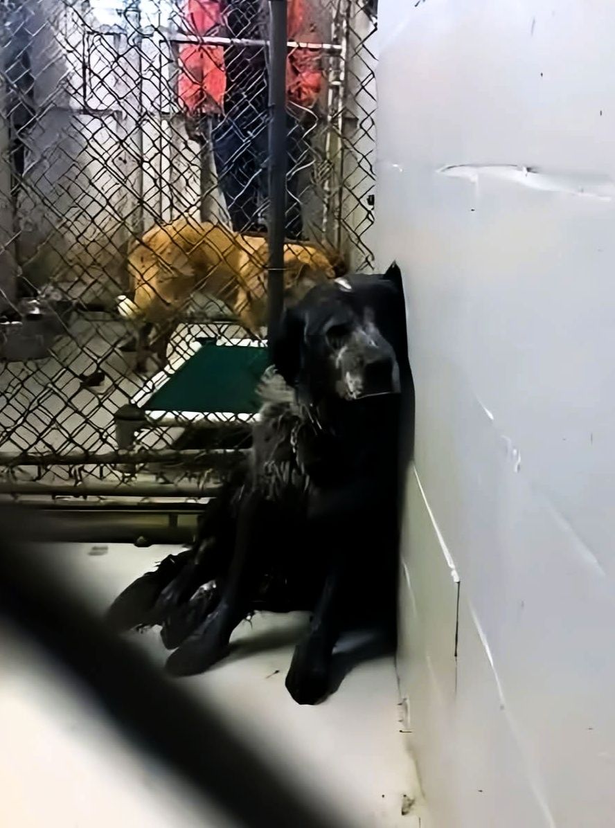 When your dog comes to the dog kennel because you’re tired of him, because he bothers you, prevents you from going on holiday or other excuses...
He sits and waits.
He's waiting for you to come get him.
A second, a minute, an hour, a day, a month, a year --- he's waiting for you.