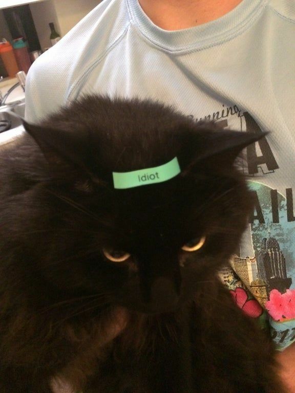blackscats's tweet photo. https://t.co/aWO8yuB66Y