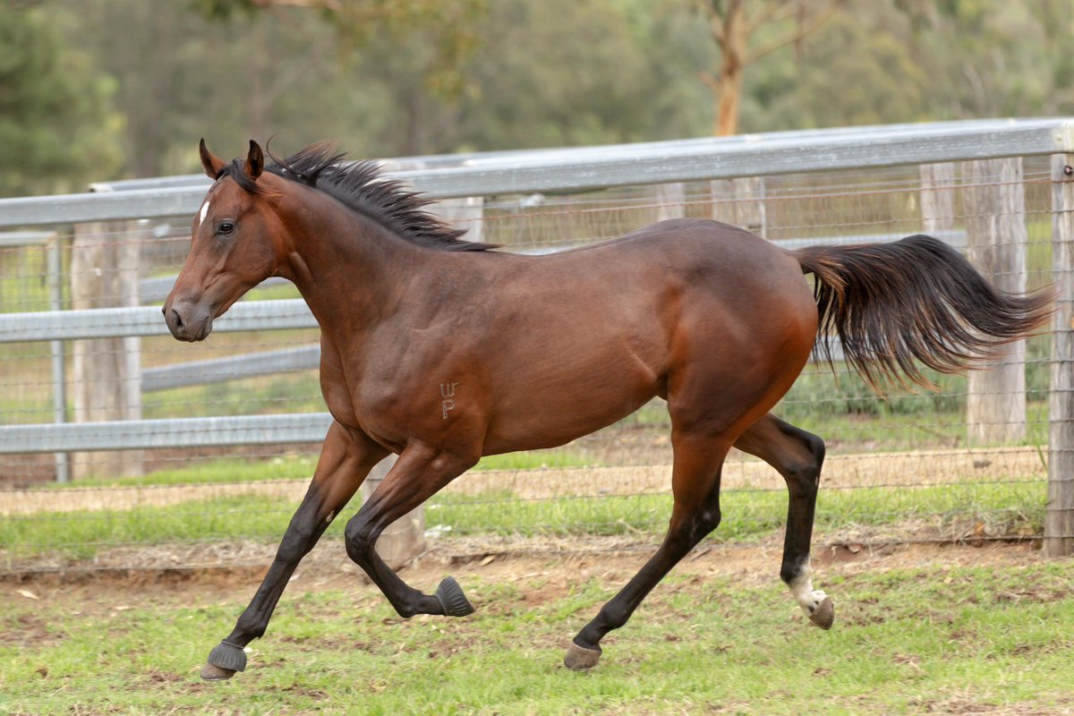 WillowParkStud tweet media