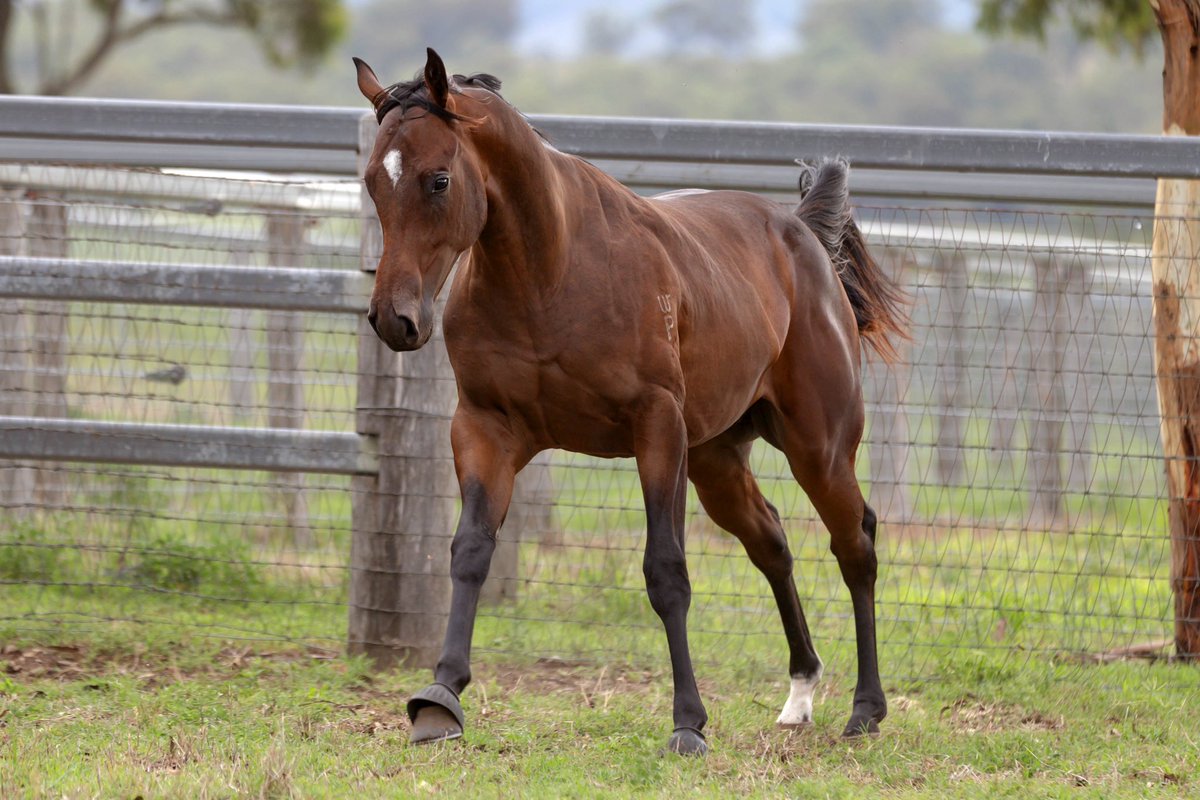 WillowParkStud tweet media