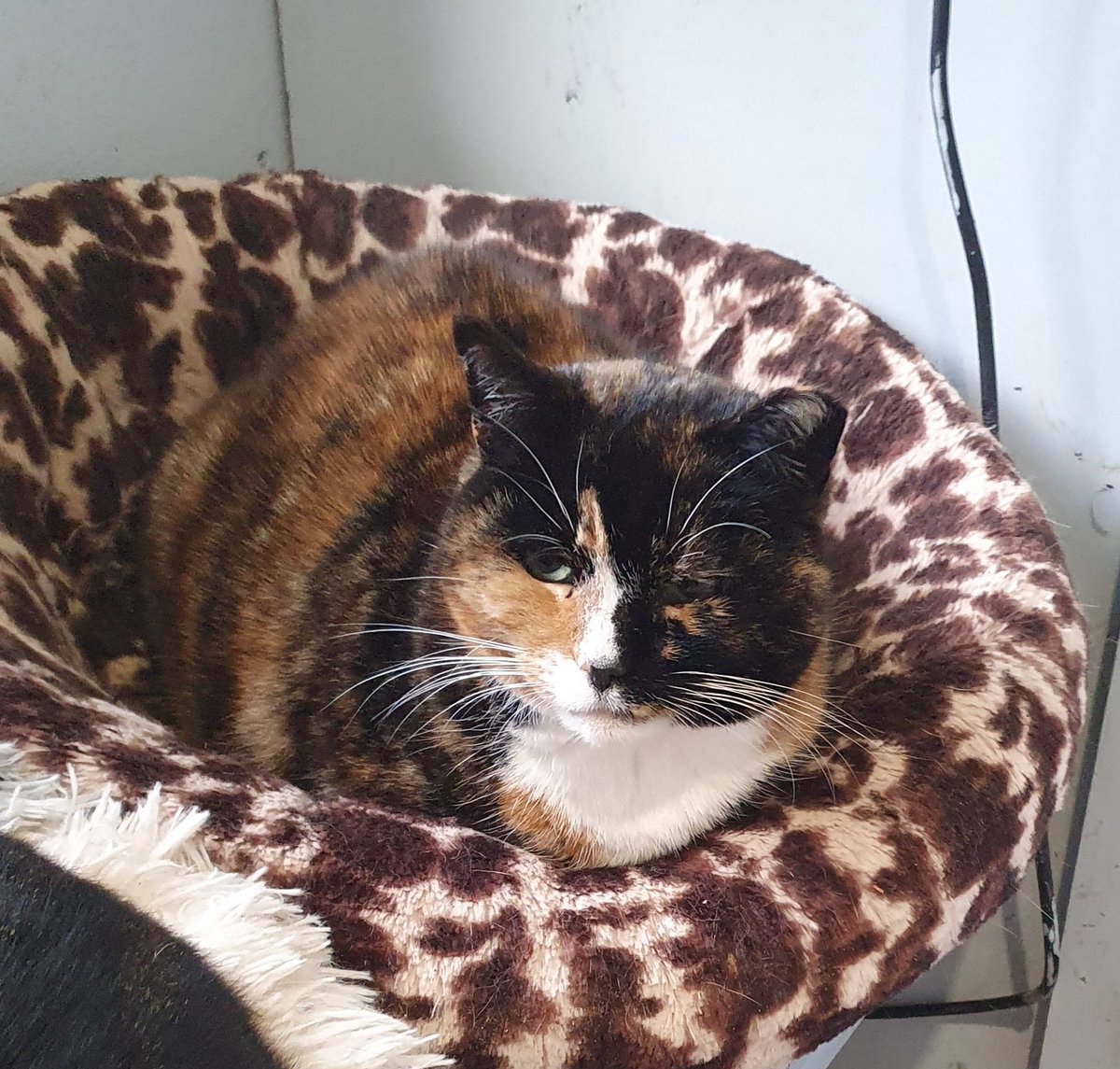 ShropsCatRescue's tweet photo. #WednesdayWhiskers ~ Alma looking cozy in her bed in the feeding room happily showing off her whiskers & waiting for sunny days π€ #inthecompanyofcats #catrescue #freeranger #cat #catlover #charity #Shrewsbury https://t.co/UFlD5Mop1Q