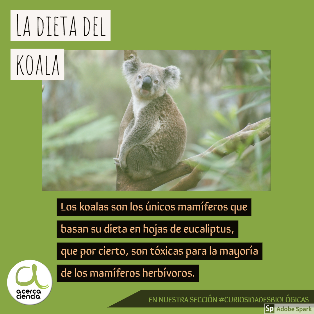 Los koalas son los únicos mamíferos que basan su dieta en hojas de eucaliptus, que por cierto, podrían ser tóxicas para la mayoría de los mamíferos herbívoros  acercaciencia.com/2018/10/01/la-… por <a href="/emma_obrien_e/">Emma O´Brien</a>