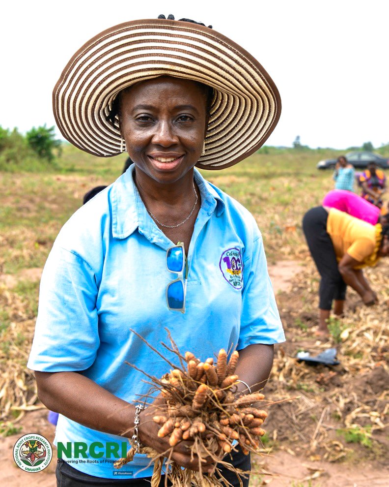 #Turmeric (Curcuma longa). 

Dr Chioma Harbor, a Chief Research Officer working  <a href="/nrcri_umudike/">NRCRI UMUDIKE</a> is addressing turmeric productivity by exploring the use of locally adaptable microbial agricultural inputs that will give higher yields and improve soil fertility.

<a href="/NGfmafs/">Nig Federal Ministry of Agriculture &Food Security</a> <a href="/cegesi/">Chiedozie Egesi</a>