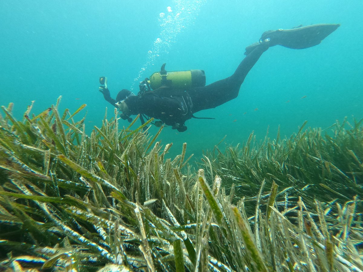 BlueConnectEU's tweet photo. 🙌🏻Discover L'Albera 🌊
👉🏻A key demo site in the @BlueConnectEU , focuses on #protecting #seagrassMeadows 🌱 and restoring the #Mediterranean ecology 🌍
👉🏻Learn how @submon_ is engaging the #LocalCommunity 🧑🤝🧑 to secure its future: https://t.co/2Q78WvLuo6
#BlueConnect #MPAs https://t.co/Clao8IwOmU