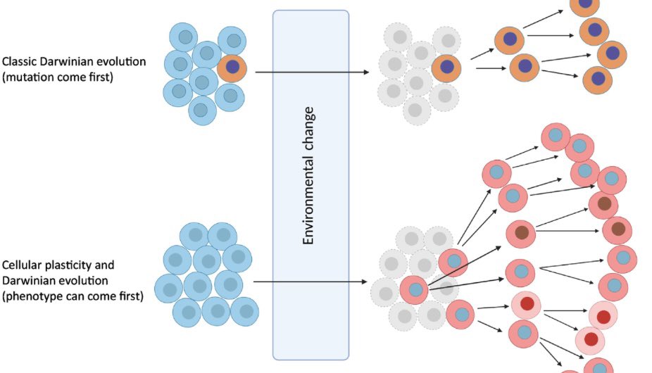 Marco Gerlinger (@marcogerlinger) on Twitter photo Join the discussion: Pervasive Cellular Plasticity intertwined with Darwinian Evolution in Cancer - does this need a new Evolutionary Theory? See our review just out in <a href="/trendscancer/">Trends in Cancer</a> sciencedirect.com/science/articl… Join the discussion: Pervasive Cellular Plasticity intertwined with Darwinian Evolution in Cancer - does this need a new Evolutionary Theory? See our review just out in <a href="/trendscancer/">Trends in Cancer</a> sciencedirect.com/science/articl…