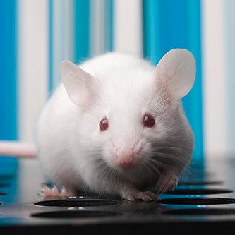 🚨MICROPLASTICS HIT MICE BRAINS IN HOURS

A shocking new study reveals that microplastics travel from the gut to the brain within hours, causing memory loss, reduced motor skills, and lower endurance in mice.

Researchers watched in real-time as plastic particles clogged blood