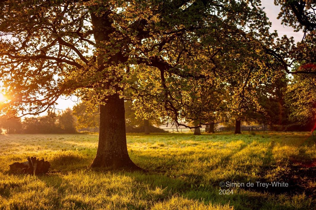 Sdetreywhite's tweet photo. A blast of sunshine for dreary January #trees #sundrenched #dawn #landscapephotography #sunrise https://t.co/SgyNvYFBX0