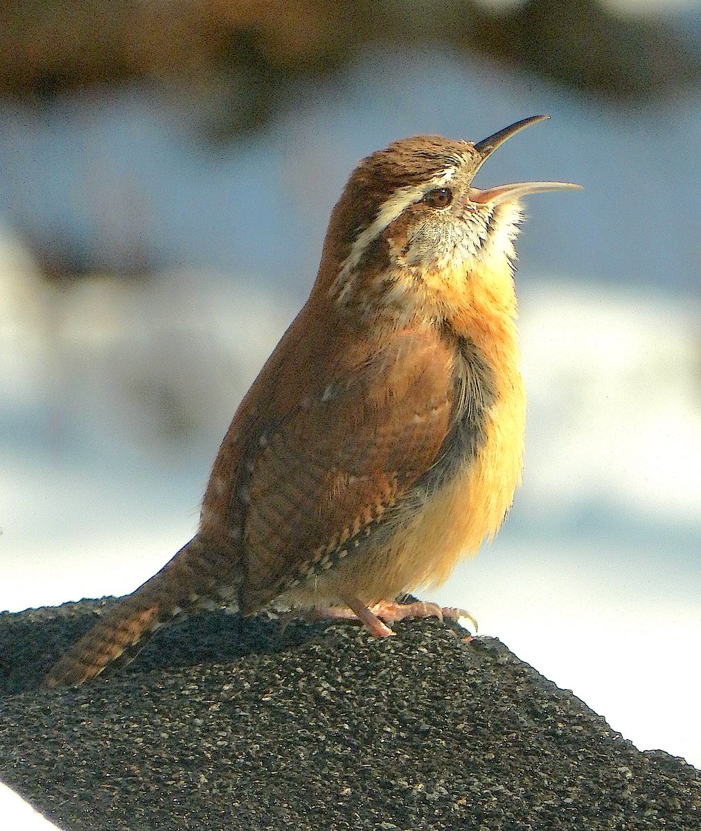 mardays1's tweet photo. Carolina Wren https://t.co/8RTcJvWj4g