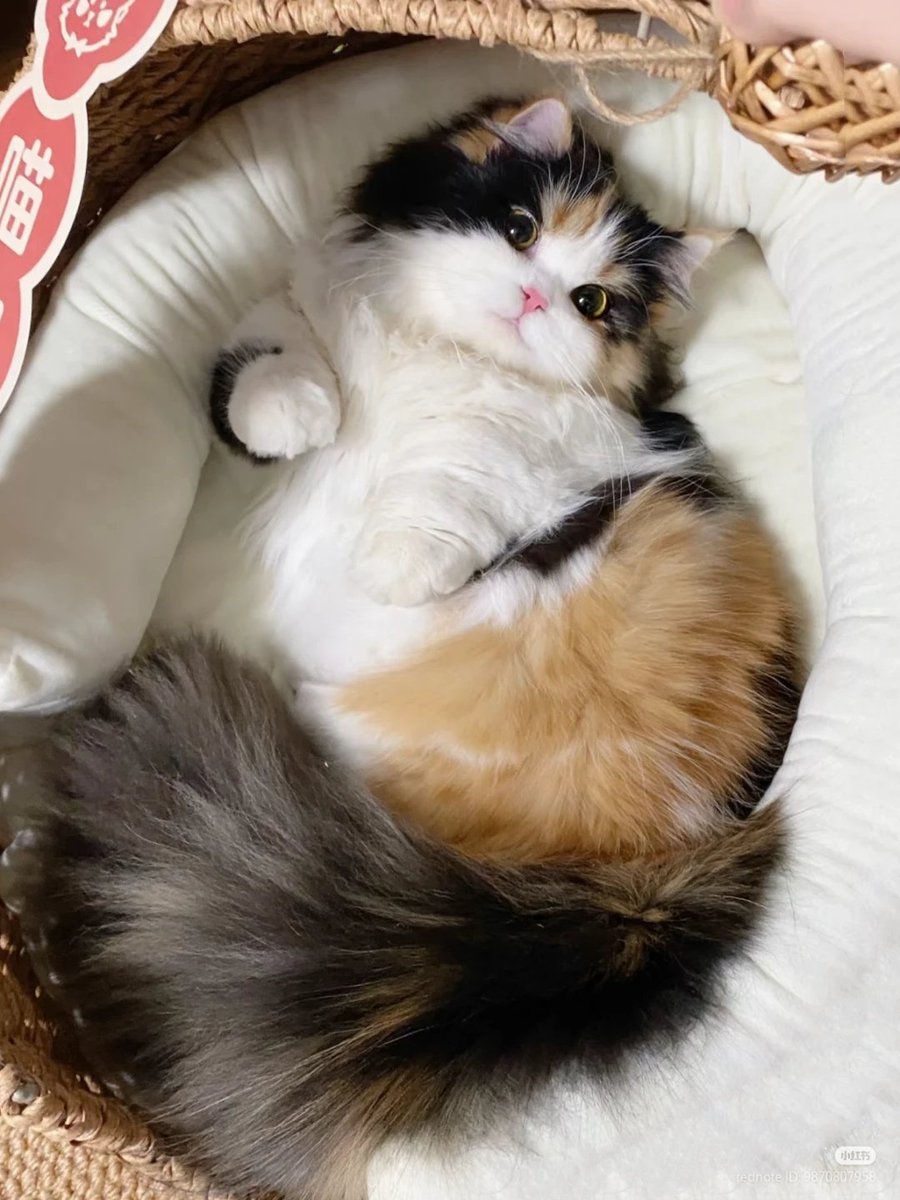 No Context Cats tweet media