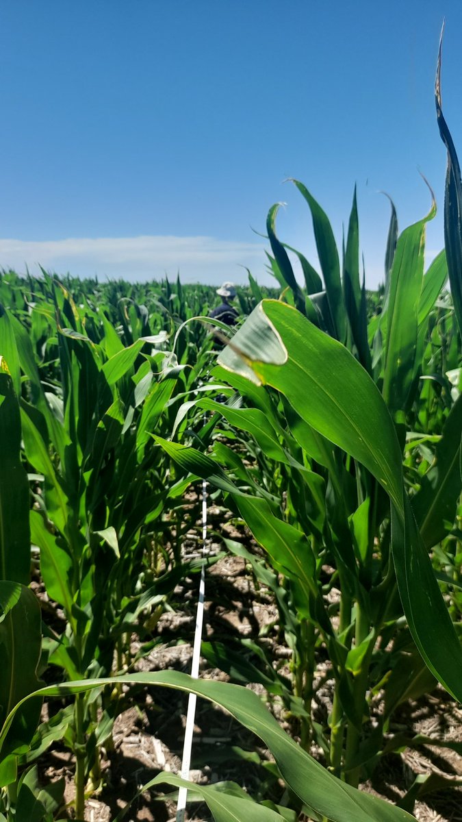 Mariano Martinez tweet media