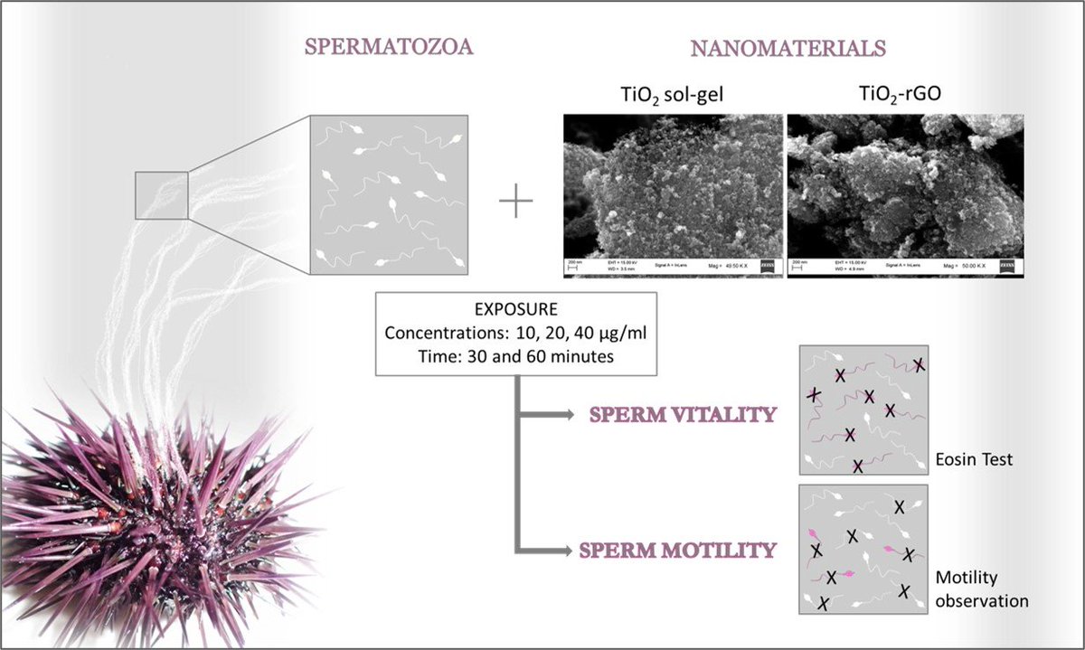 JMSE_MDPI's tweet image. 📣#Highcitedpaper

🔱#Spermiotoxicity of Nano-#TiO2 Compounds in the #SeaUrchin Paracentrotus lividus (Lamarck, 1816): Considerations on Water Remediation

🗝️Keywords: #nanoparticles; #Echinoidea; #spermatozoa; #marine #pollution; emerging #contaminants

💻mdpi.com/2124560