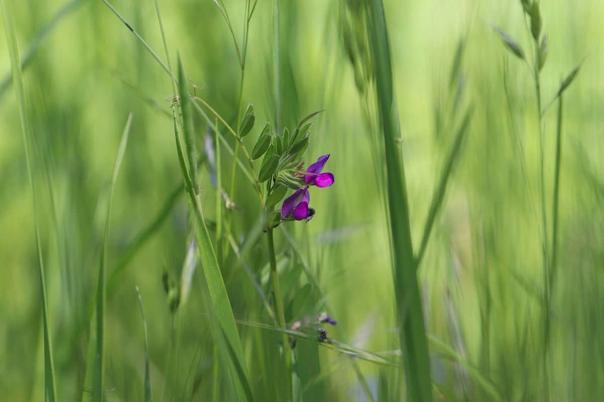 pollinaction's tweet photo. Common Vetch
A treasure for fields and meadows 🌿🐝
The common vetch (Vicia sativa, family Fabaceae) is an annual herbaceous plant that adorns fields with its vibrant pink-violet flowers: read the sheet!
#LIFEprogramme #Vicia #vetch #pollinators #bees https://t.co/Wtn6aVuR2J