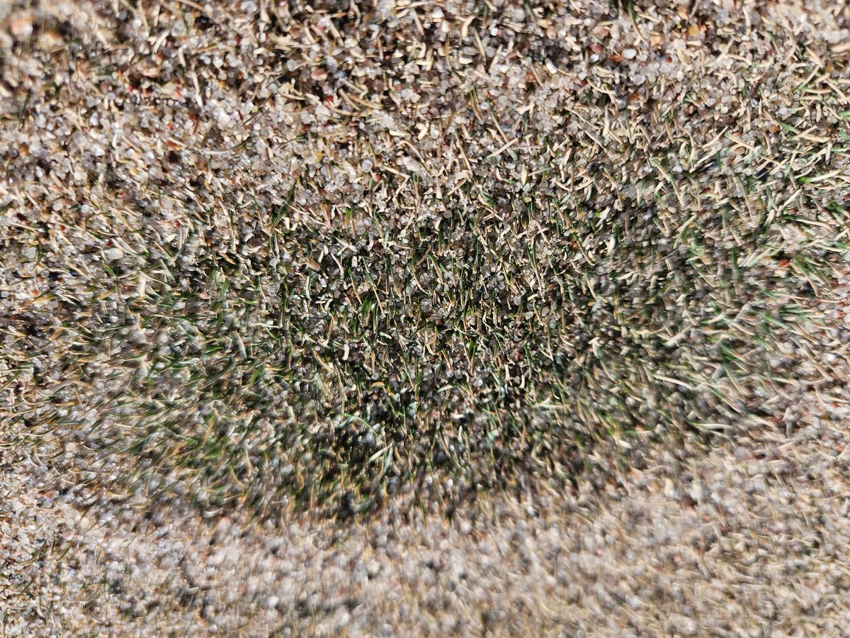There is some green in there even with the cold temps underneath the winter sand blanket.