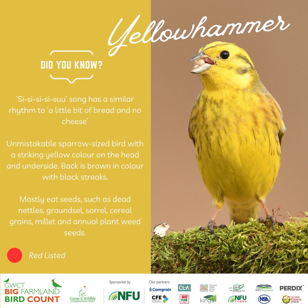 The #BigFarmlandBirdCount starts next Friday, February 7th! 🦅🌾 

Help us track farmland bird populations and contribute to vital conservation work. It's easy, fun, and anyone can take part! Check out more info &amp; get ready to spot your favorites at bfbc.org.uk. 🐦💚