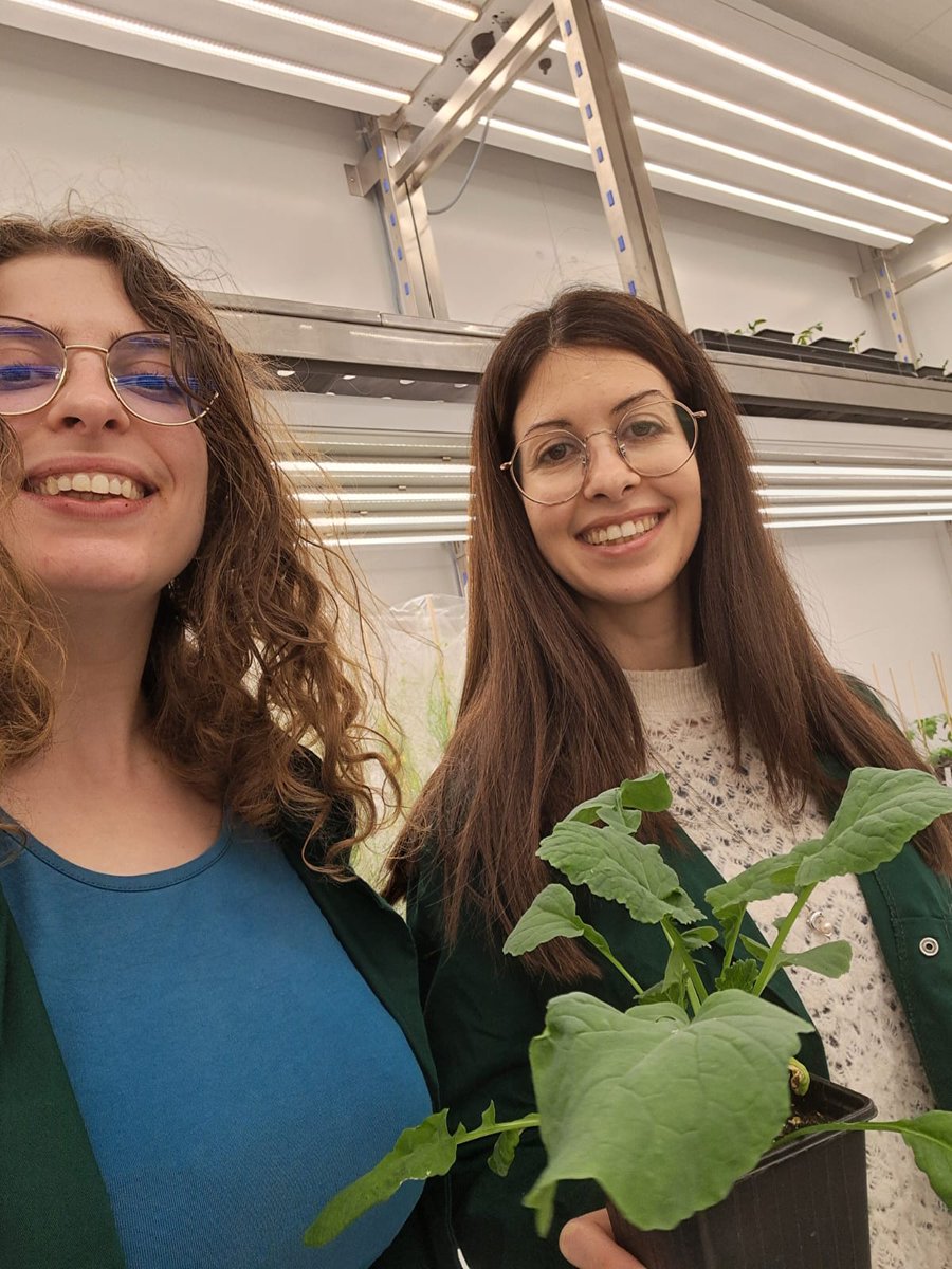 EpiSeedLink (@episeedlink) on Twitter photo Martina Curci, <a href="/Martina_pplon/">Martina Curci</a> from <a href="/CBGP_Madrid/">CBGP</a> has started her secondment at the <a href="/UCAuvergne/">UCA</a>, being supervised by Aline Probst, @avprobst, and supported by another <a href="/episeedlink/">EpiSeedLink</a> fellows, Stefania Paltrinieri, <a href="/StefaniaPaltri1/">Stefania Paltrinieri</a>. Have a good and profitable stay¡¡ 🧬🪴🎇 Martina Curci, <a href="/Martina_pplon/">Martina Curci</a> from <a href="/CBGP_Madrid/">CBGP</a> has started her secondment at the <a href="/UCAuvergne/">UCA</a>, being supervised by Aline Probst, @avprobst, and supported by another <a href="/episeedlink/">EpiSeedLink</a> fellows, Stefania Paltrinieri, <a href="/StefaniaPaltri1/">Stefania Paltrinieri</a>. Have a good and profitable stay¡¡ 🧬🪴🎇