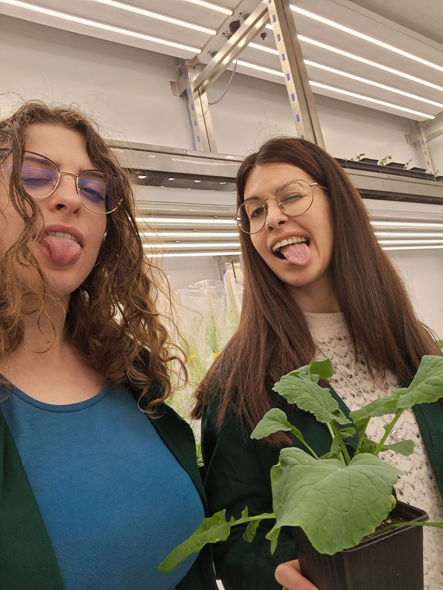 EpiSeedLink tweet media