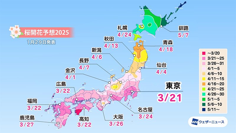 MikuriyaNo_Miko's tweet photo. 🌸桜開花予想2025🌸
ウェザーニュー��では今日1月29日(水)、2025年の第二回桜開花予想を発表。

ソメイヨシノの開花トップは東京の3月21日の予想で、22日に福岡や高知、広島、横浜が続きます。

画像：
ウェザーニュース

💗🌸✨ https://t.co/qcDO1d7cK6