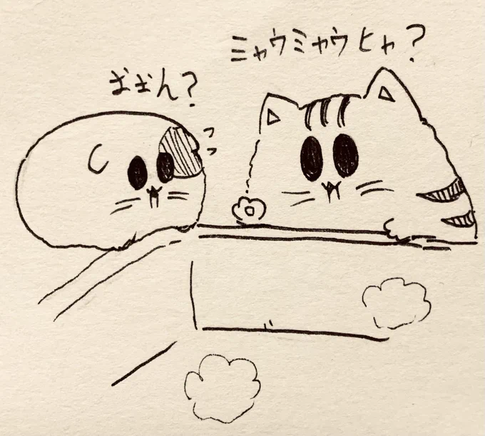 音がしたのでシンクの中に何かいないか、もち虎さんと確認するもちぷちさん🐱🐯 