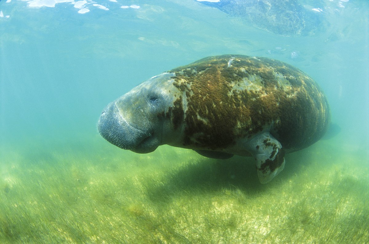 ProtectSpecies's tweet photo. Congratulations to Alberto Alves Campos, a DeHaan Finalist for the 2025 Indianapolis Prize. Campos founded Aquasis, a nonprofit for endangered species in Brazil, and helped improve the conservation status of the Antillean manatee. 🌍🧪 1/ https://t.co/EGi3rdO8Th