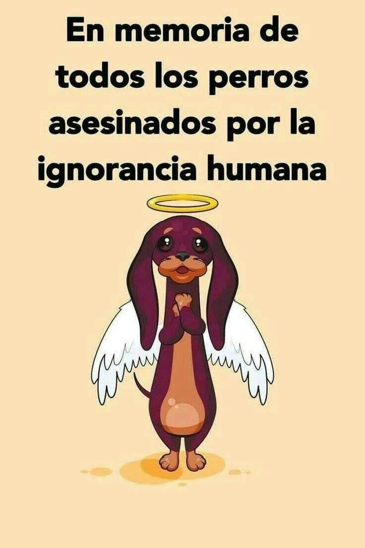 Por todos los peluditos 😭🥹🐾🐾🙏🏻