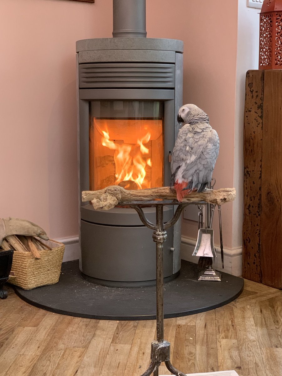 🎶🎵 “ It’s too organgey for crows….. it’s just for me and my…. Parrot 🦜 “