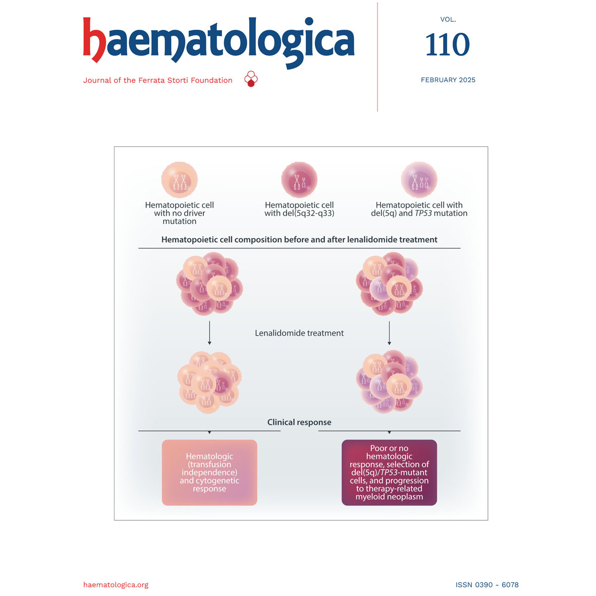 February 2025 issue is available online. See and download for free the Haematologica Digital Edition! haematologica.org/preview/digita…