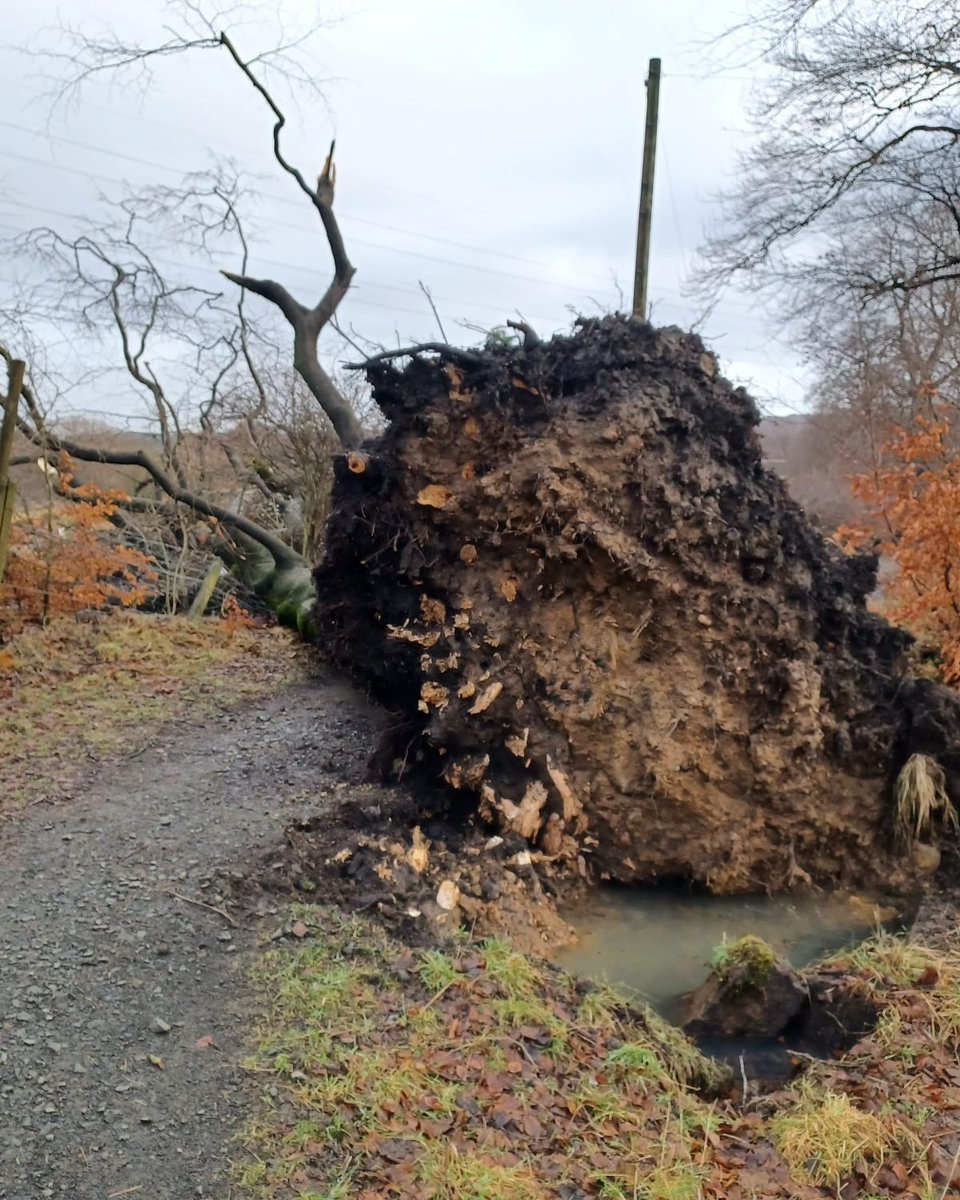 🧵 1/2 In the wake of Storm Eowyn, we're urging visitors to exercise extreme caution if they're visiting woodlands in west, south, and central Scotland.