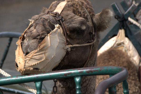 ruben_prz's tweet photo. ¿Bienestar animal? 🤨

Los camellos canarios son forzados a cargar turistas en estas condiciones, con bozales metálicos que impiden el desarrollo de sus comportamientos naturales.

Esto sigue sucediendo en Gran Canaria, Fuerteventura y Lanzarote con protección institucional. https://t.co/3YImAkheEp