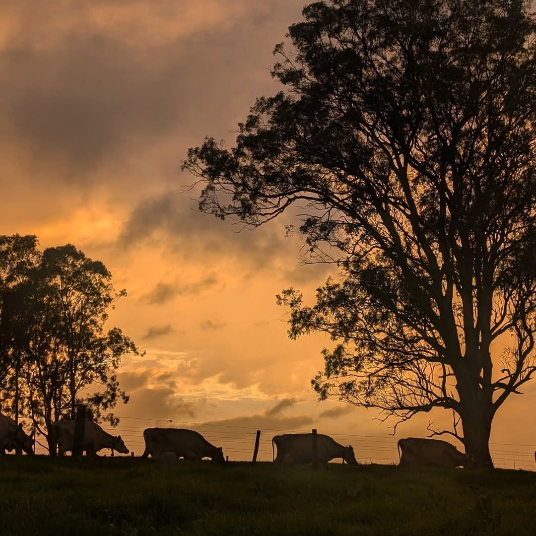 A few early morning cows