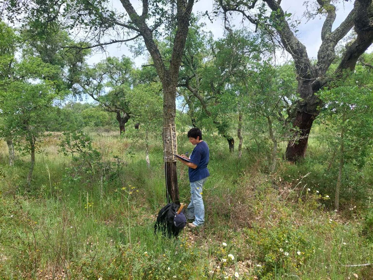 20th CLEANFOREST webinar! 
Maria Alexandra Oliveira will present "Implementing a long-term network to #monitor the effects of air #pollution on terrestrial #ecosystems in Portugal"
🗓️13th February 2025; 13:00 – 13:45 (CET)
cleanforest.eu/news/twentieth…
#MonitoringNetwork #lichen #soil