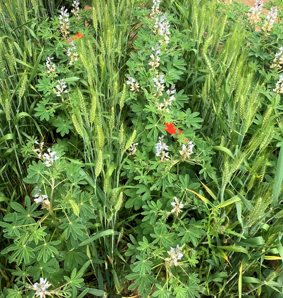 IntercropVALUES ๐ช๐บ (@intercropvalues) on Twitter photo Does white lupin like the belowground company of wheat? #intercropping
Catch up with the last findings of our research team at <a href="/CREARicerca/">CREARicerca</a>
๐intercropvalues.eu/update-experimโฆ Does white lupin like the belowground company of wheat? #intercropping
Catch up with the last findings of our research team at <a href="/CREARicerca/">CREARicerca</a>
๐intercropvalues.eu/update-experimโฆ