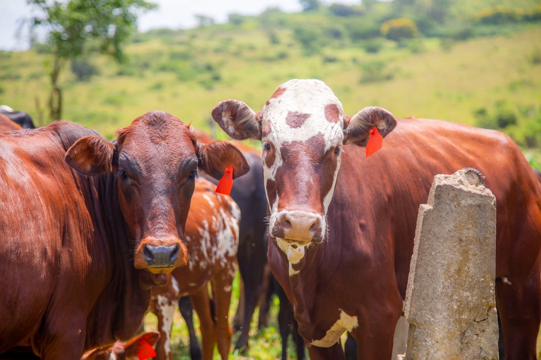 Ministry of Agriculture & Animal Resources |Rwanda tweet media