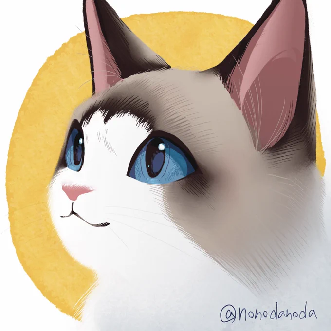 #猫イラスト#ラグドール 