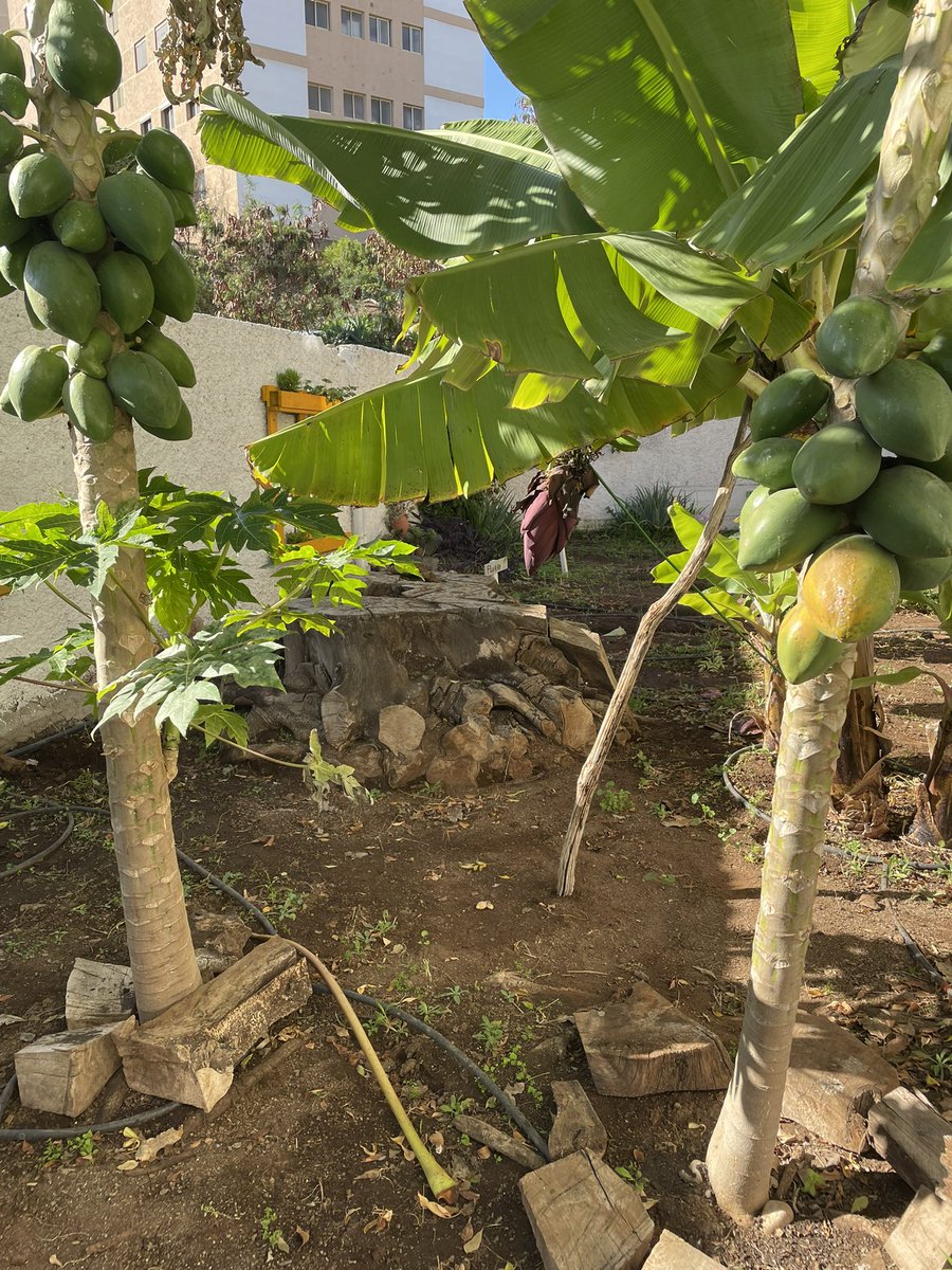 CEIP Georgia Martín Hernández tweet media