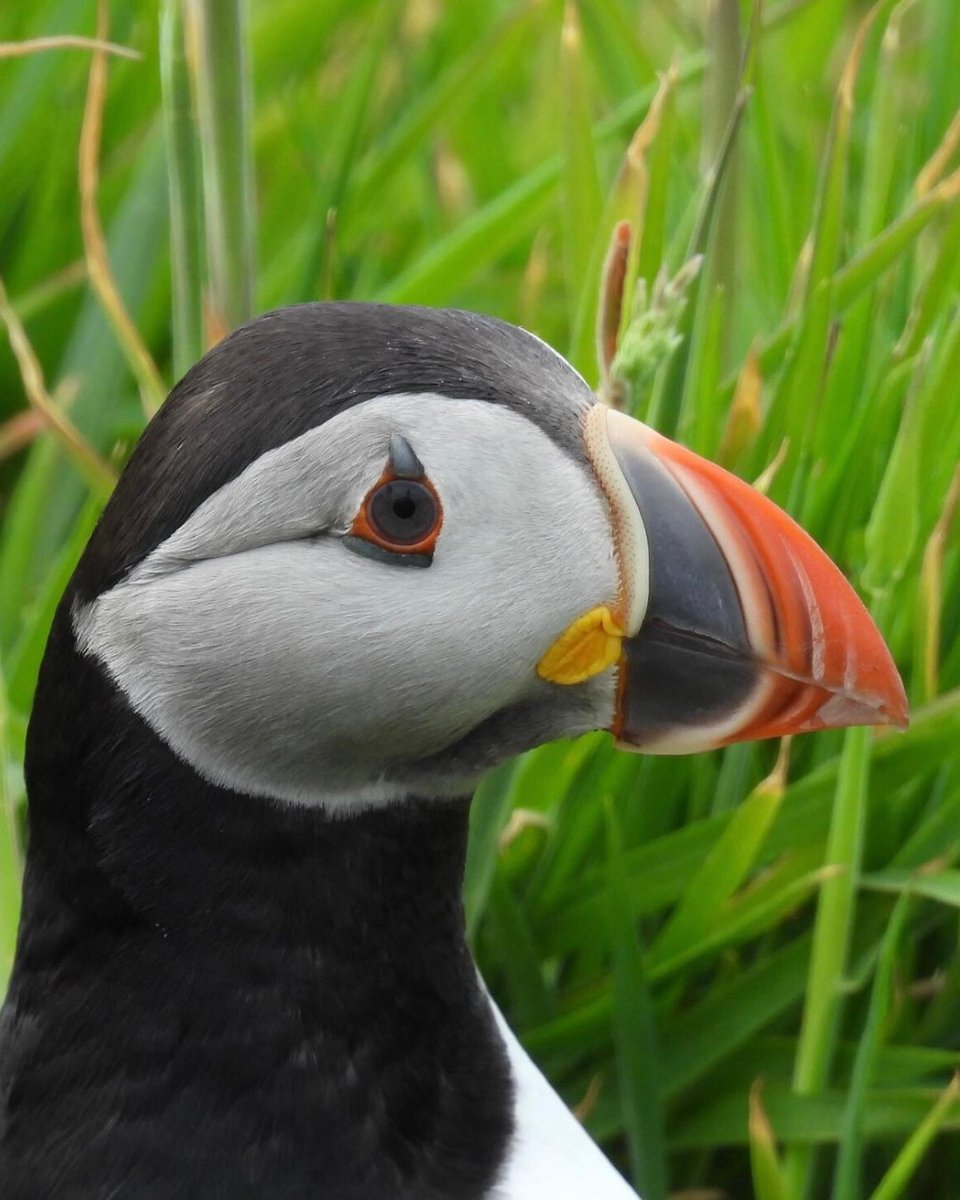 GoExploreScot's tweet image. A throwback to last summer and some amazing puffin shots taken by Vivian instagram.com/ourfamilyadven…. If you go to Isle of Mull from late April to early August, this is a must do activity! 🐧