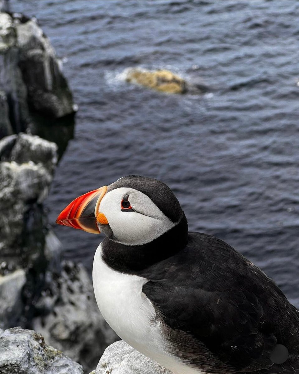GoExploreScot's tweet image. A throwback to last summer and some amazing puffin shots taken by Vivian instagram.com/ourfamilyadven…. If you go to Isle of Mull from late April to early August, this is a must do activity! 🐧