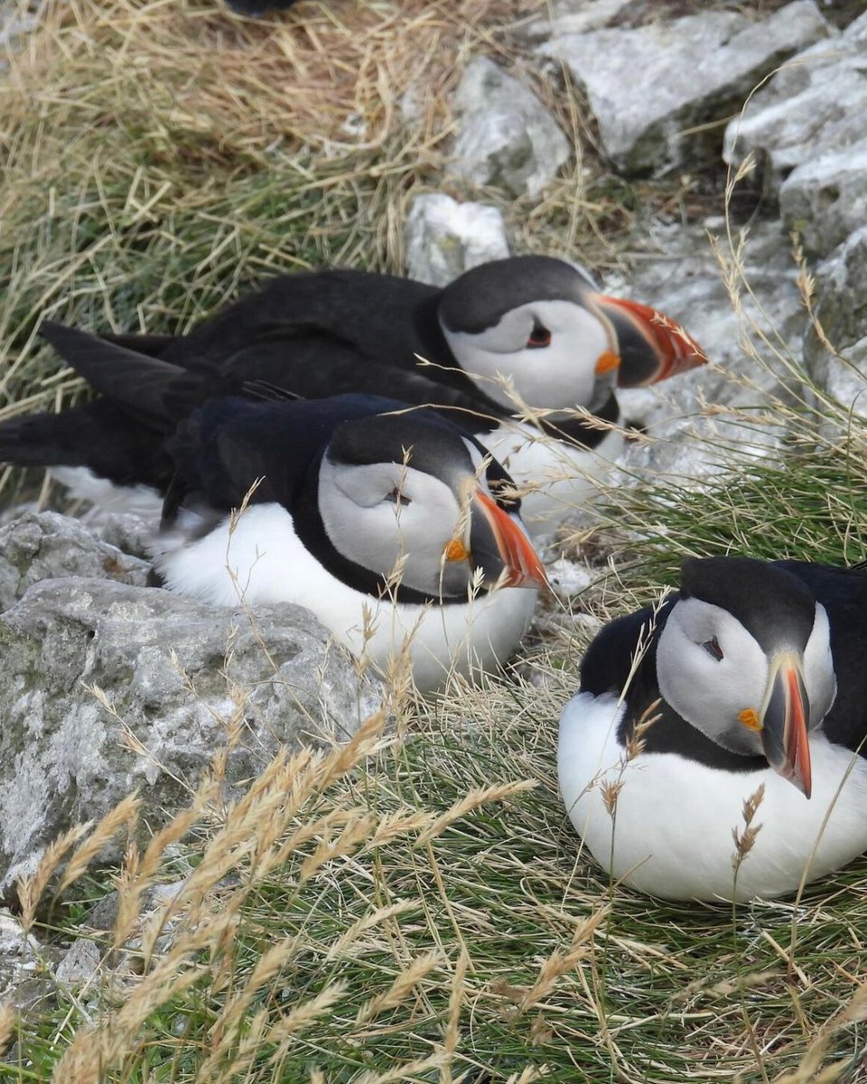 GoExploreScot's tweet image. A throwback to last summer and some amazing puffin shots taken by Vivian instagram.com/ourfamilyadven…. If you go to Isle of Mull from late April to early August, this is a must do activity! 🐧