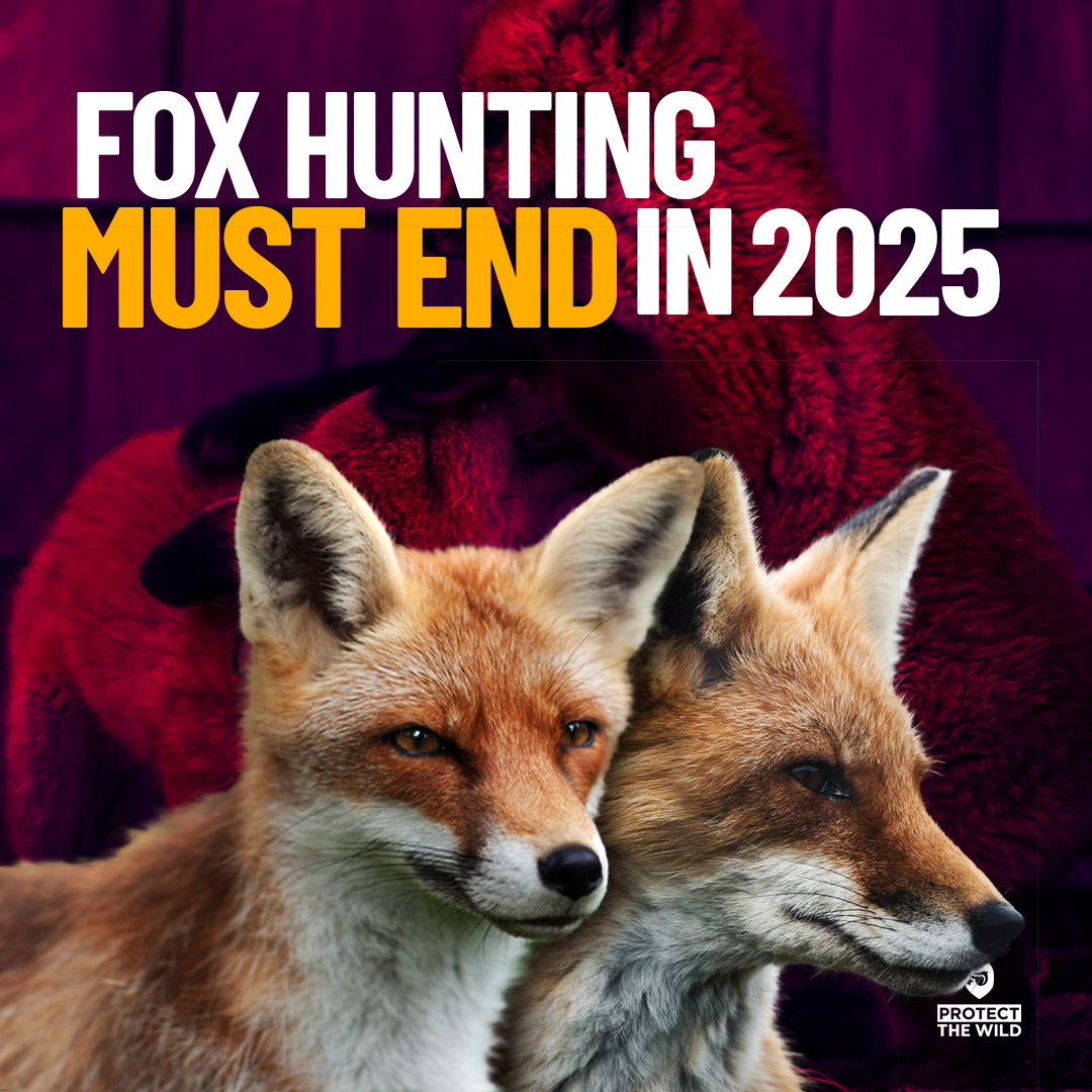 Protect the Wild tweet media