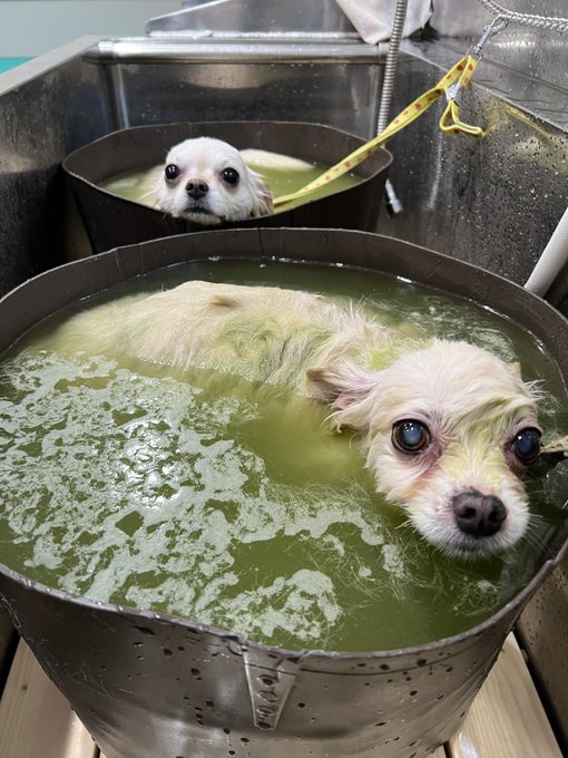 人間より美容代が高い犬(ありがとうございます) 