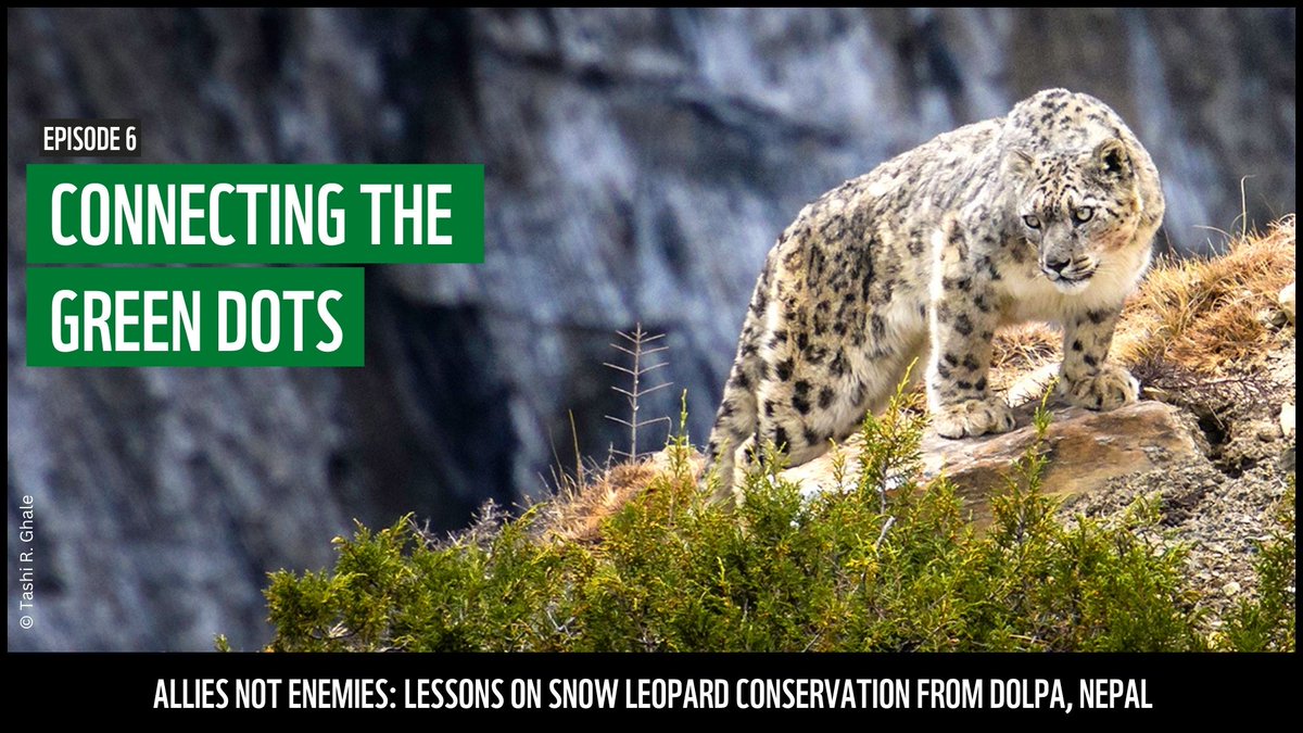 High-altitude rangelands are the lifeblood of Dolpa—sustaining communities, wildlife, and culture. But they face growing threats.

Visit youtu.be/T3v0wDbuQLc and watch to learn how collaboration is shaping the future of Dolpa’s rangelands.