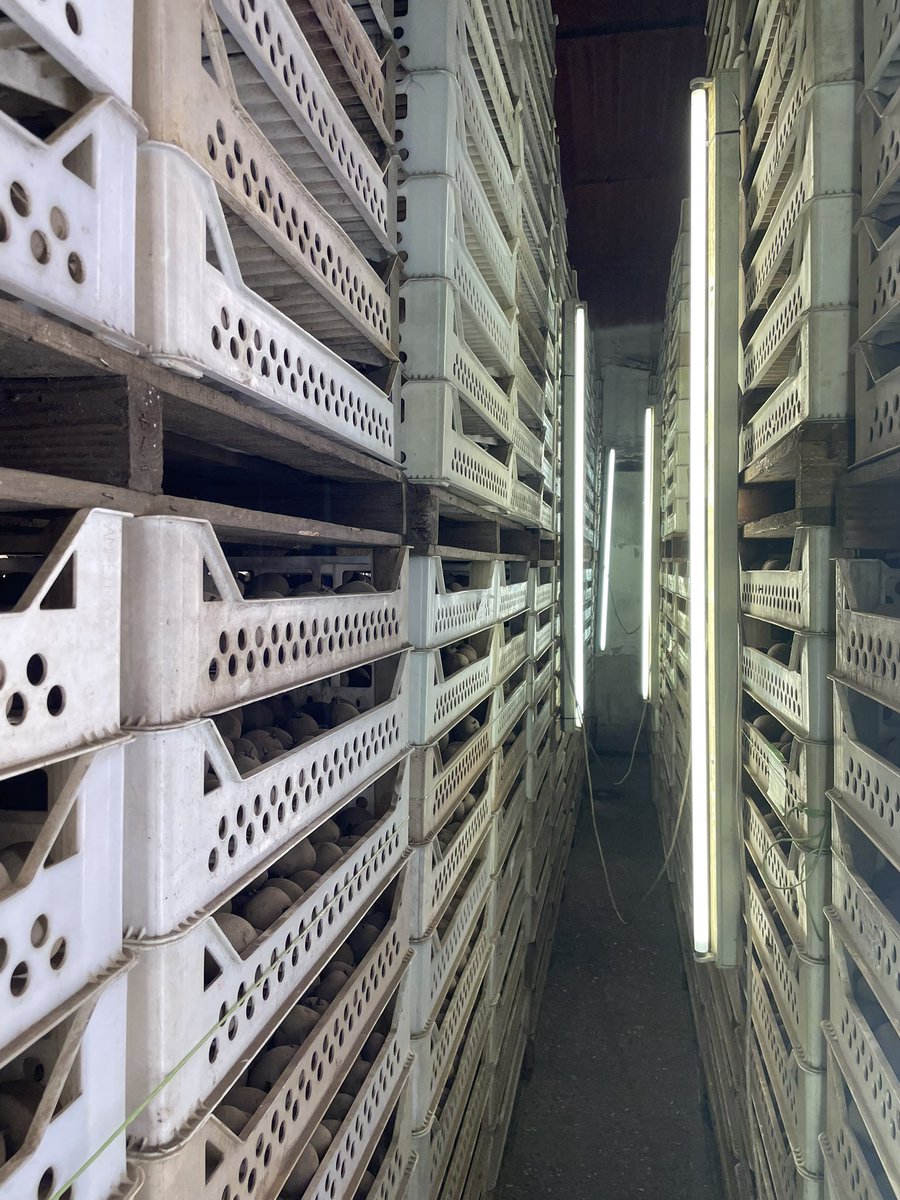 Not long now before these potatoes get planted!! All currently sitting nicely in our stores ready for the growing season ahead. #potato #suffolk