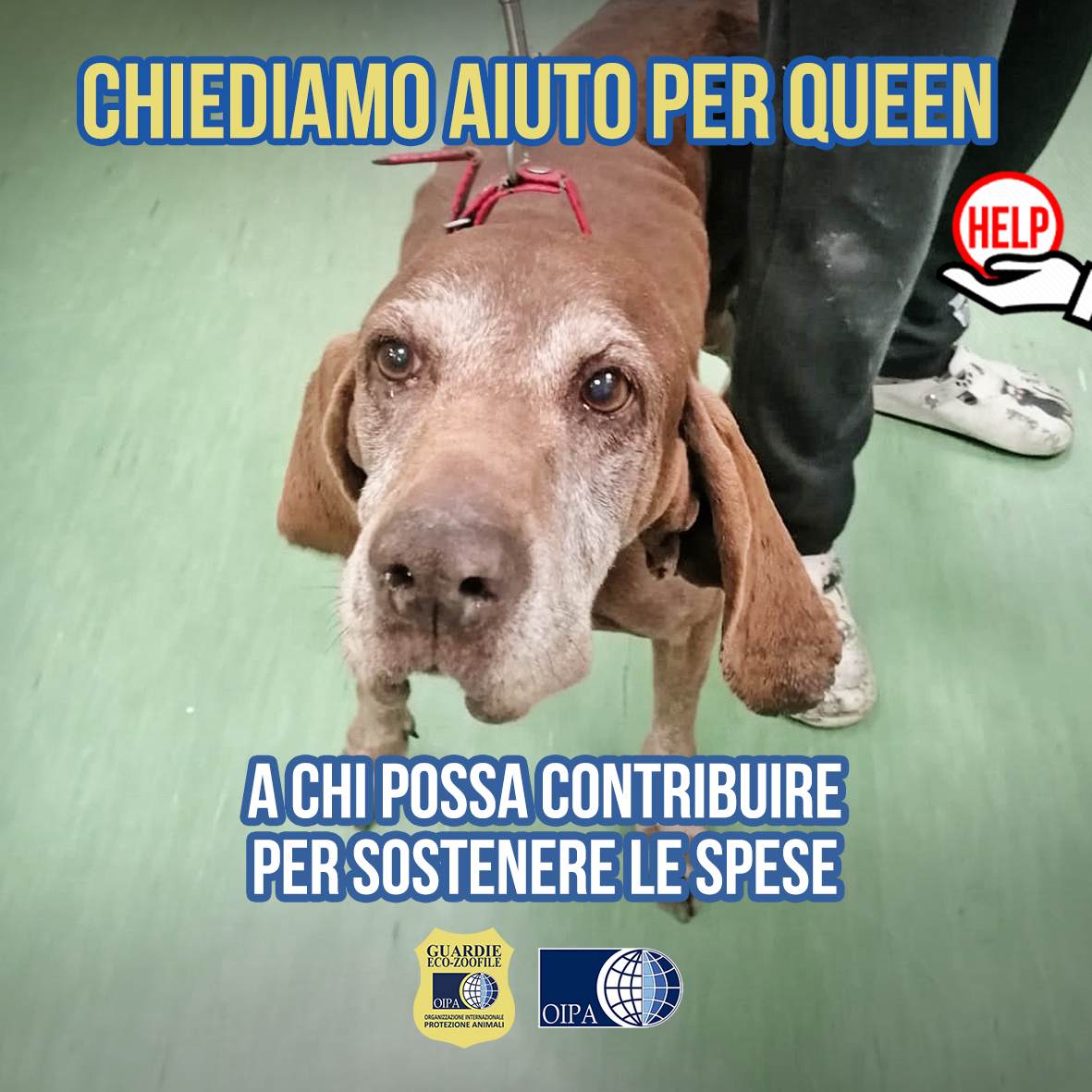 📌 Relegata in locale caldaia, pelle e ossa, Queen è stata salvata dalle guardie zoofile OIPA di Alessandria. Aiutaci a restituirle ciò che le è stato negato🙏: anche un piccolo contributo può fare la differenza per la sua sopravvivenza. 💓👉guardiezoofile.info/kurzhaar-anzia…