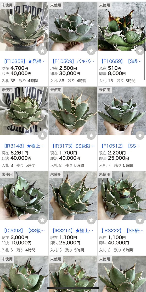 世田谷プランツマーケット様用（商品なし） 世田谷プランツマーケット様用（商品なし） Setagaya plants