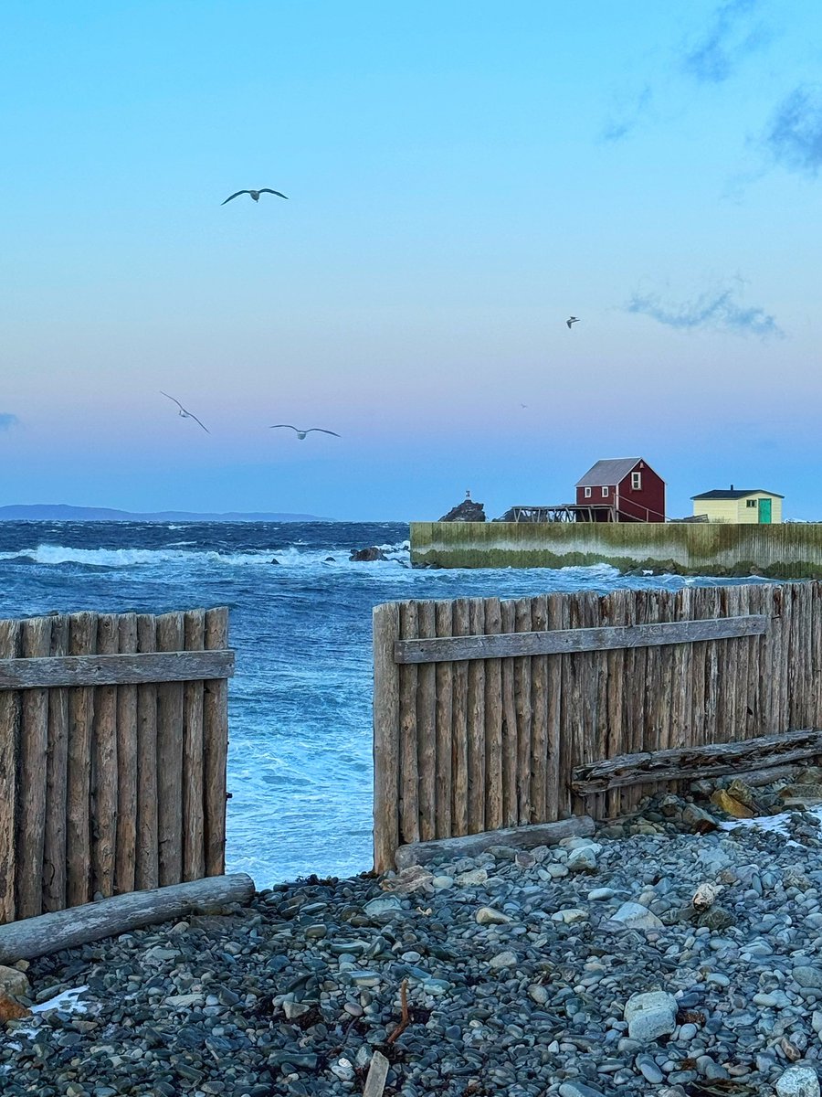 GrayMarker99's tweet photo. A little Wednesday morning visit with the ocean and with the gulls before heading off to school. https://t.co/HolIAWdy1B