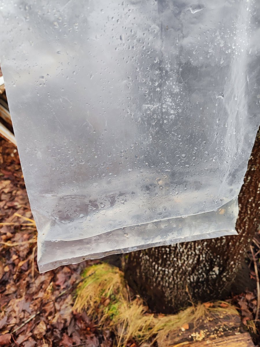 Pirmā kļavu sulu nogaršošana #2025