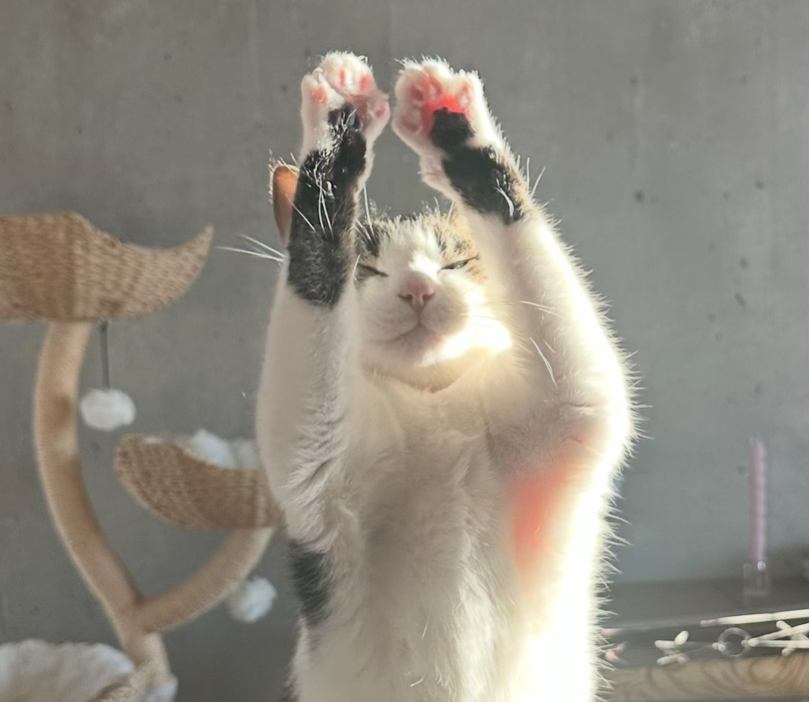 CrampCats's tweet image. Me, rising from the ashes of my own bad decisions
